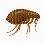 A flea