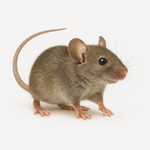 A common house mouse