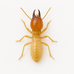 A termite (white ant)